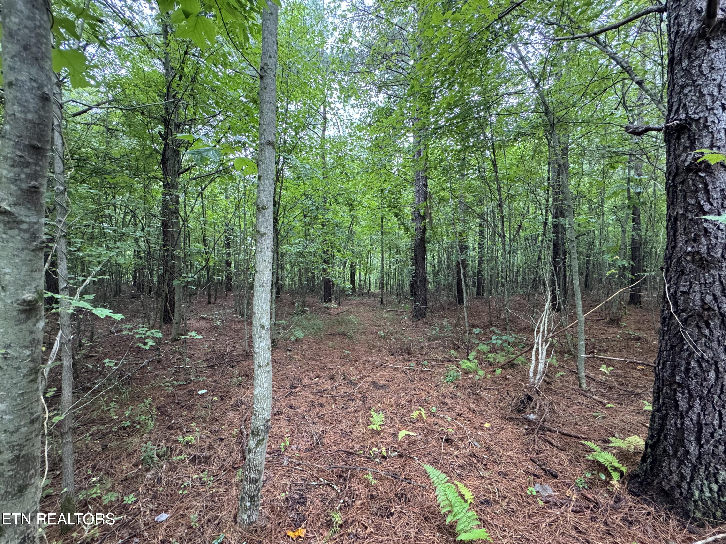 0 Higby Pvt Road Robbins, TN 37852 - Photo 9 of 15 IMG_8851