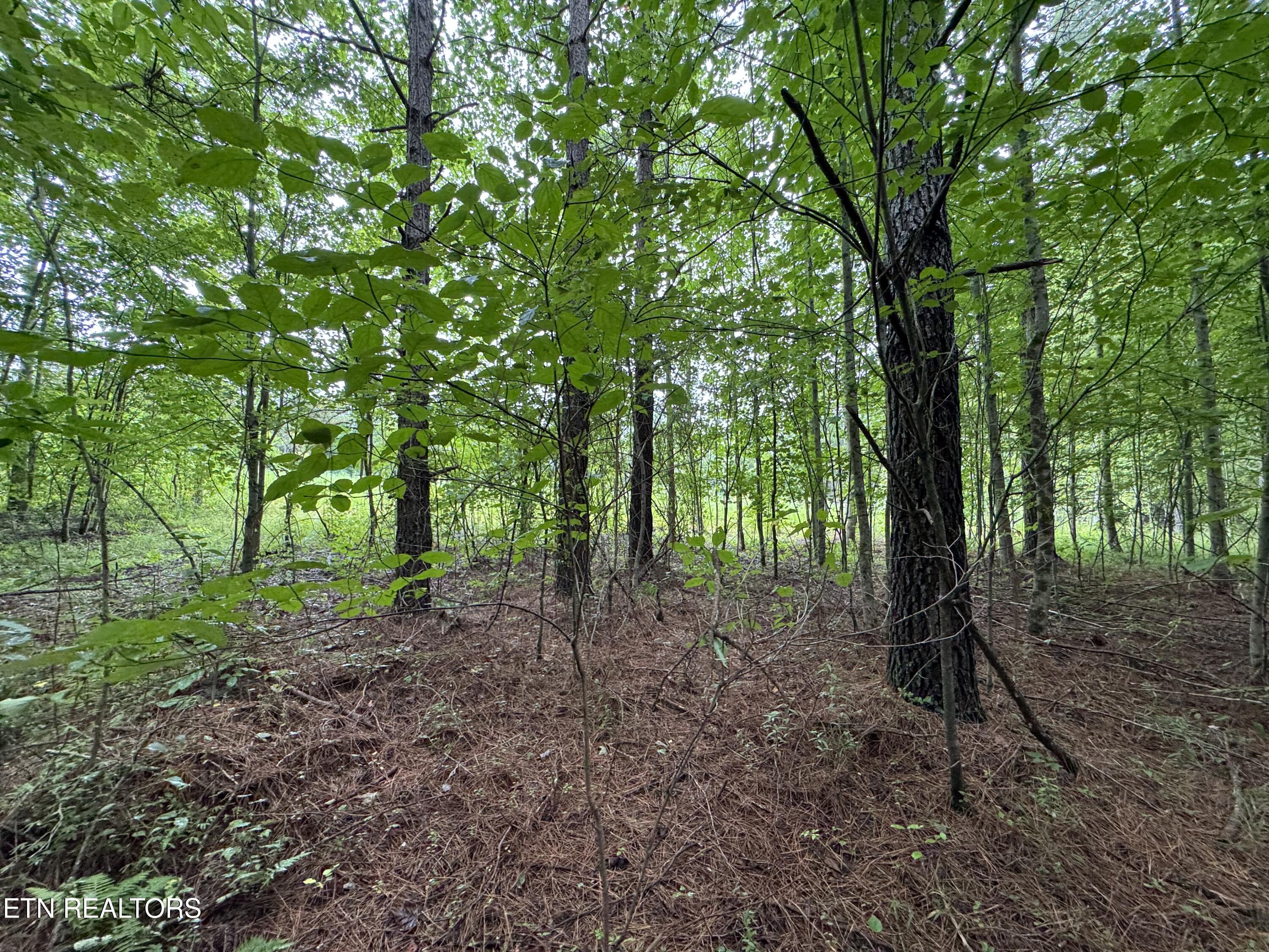 0 Higby Pvt Road Robbins, TN 37852 - Photo 10 of 15 IMG_8852