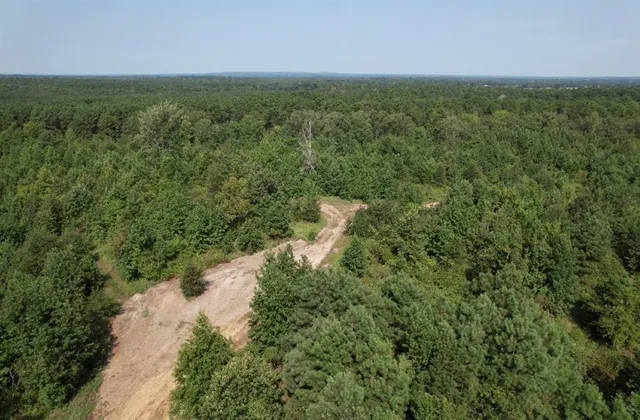 a view of a forest with a street