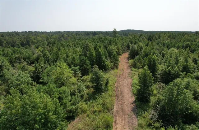 a view of a forest with a street