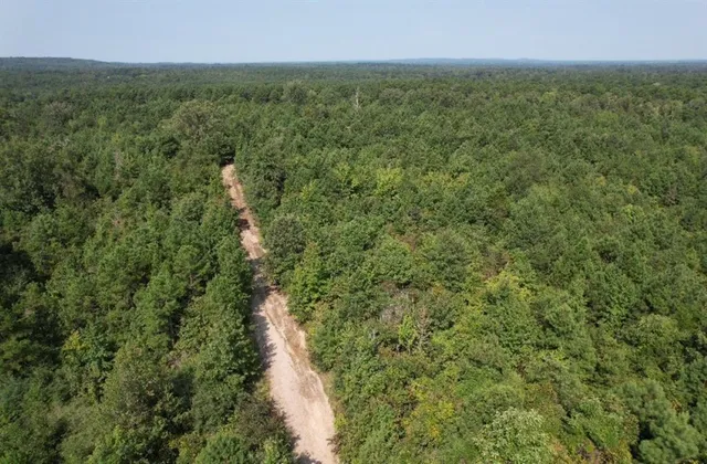 a view of a forest with a street