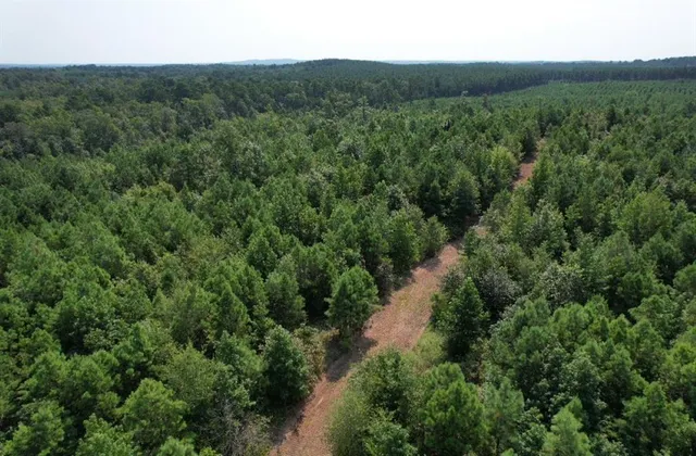 a close up of a tree in a yard