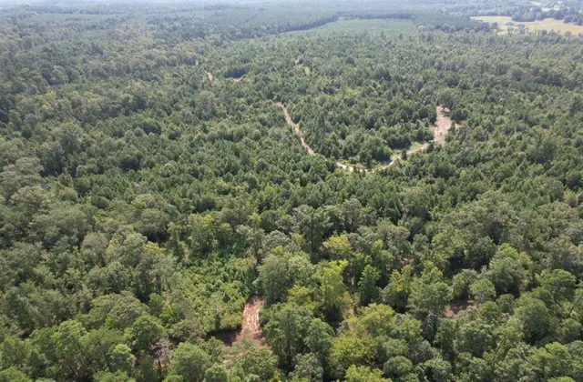 a view of a forest with a street