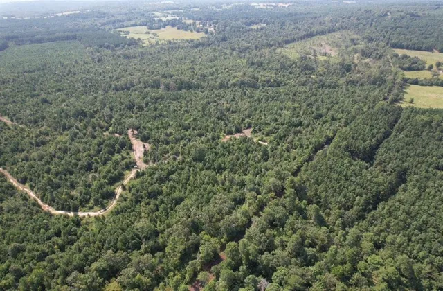 a view of a forest with a street