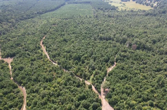 a view of a forest with trees in the background