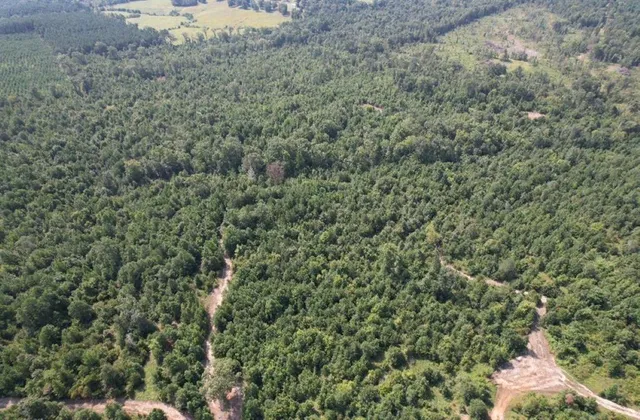 a view of a forest with a houses