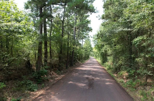 a view of a forest with trees in the background
