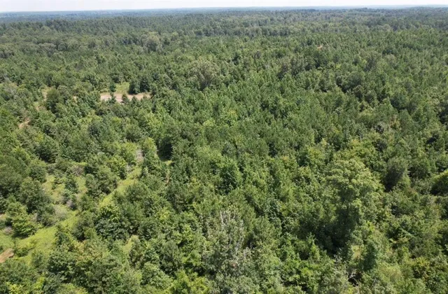 a view of a forest with a street