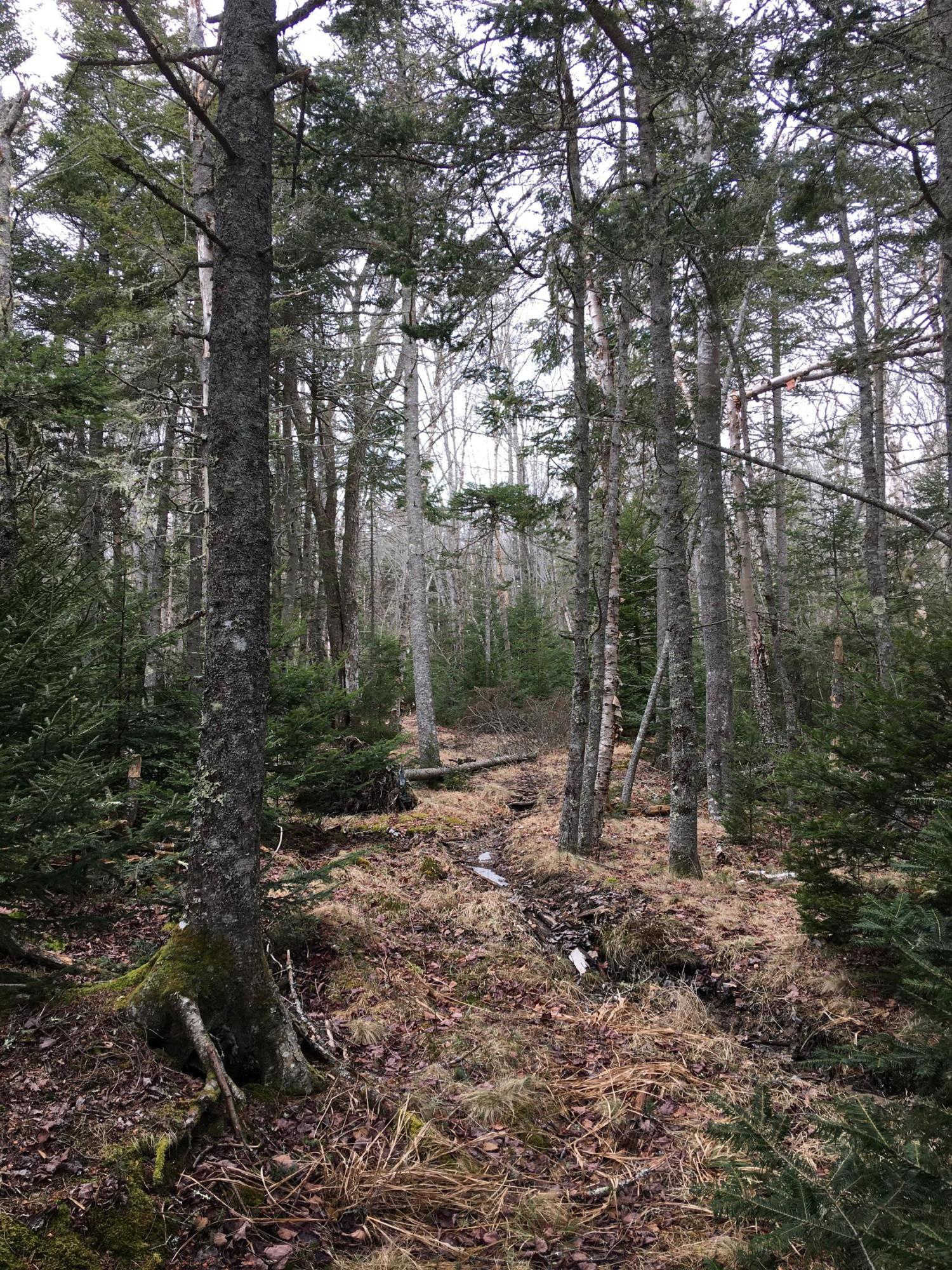 0 Pineo Point Road Harrington, ME 04643 - Photo 21 of 39 IMG_4197