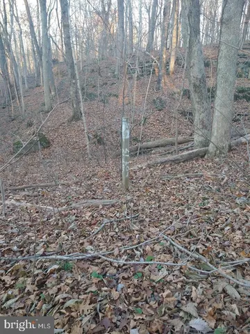 a view of a dry yard with trees