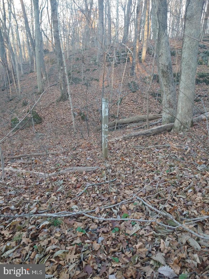 Pin Oak Road Front Royal, VA 22630 - Photo 6 of 6 a view of a dry yard with trees