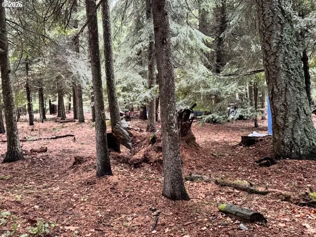 a view of a yard with trees