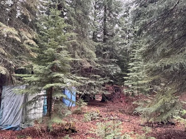 a view of a forest with lots of trees