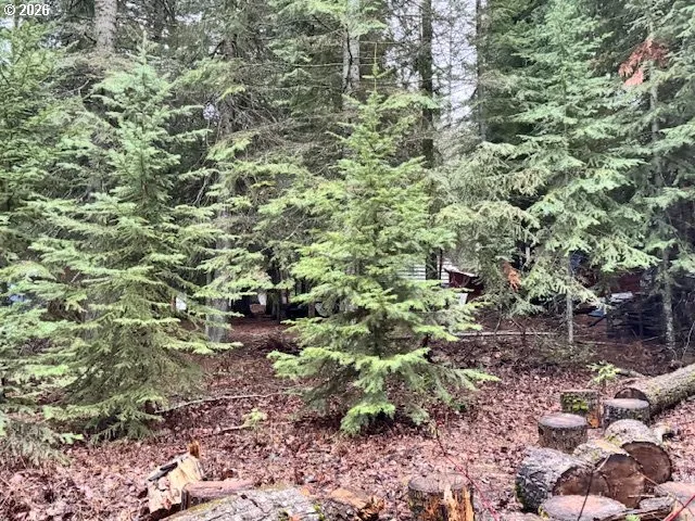 a view of a forest with a tree