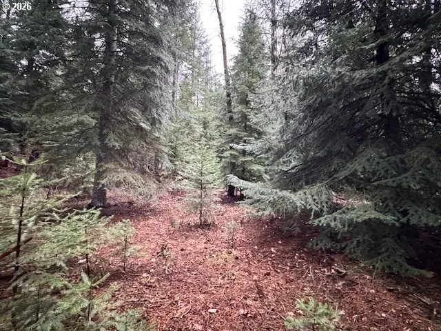 a view of a yard with plants and trees