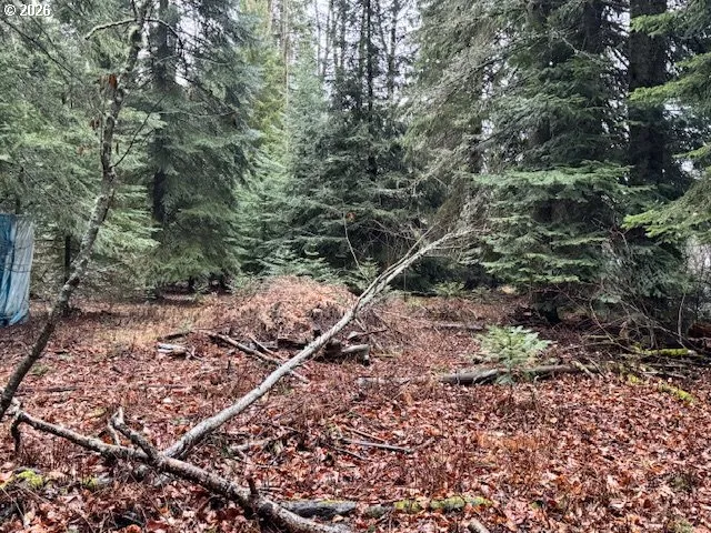 a view of a forest with trees