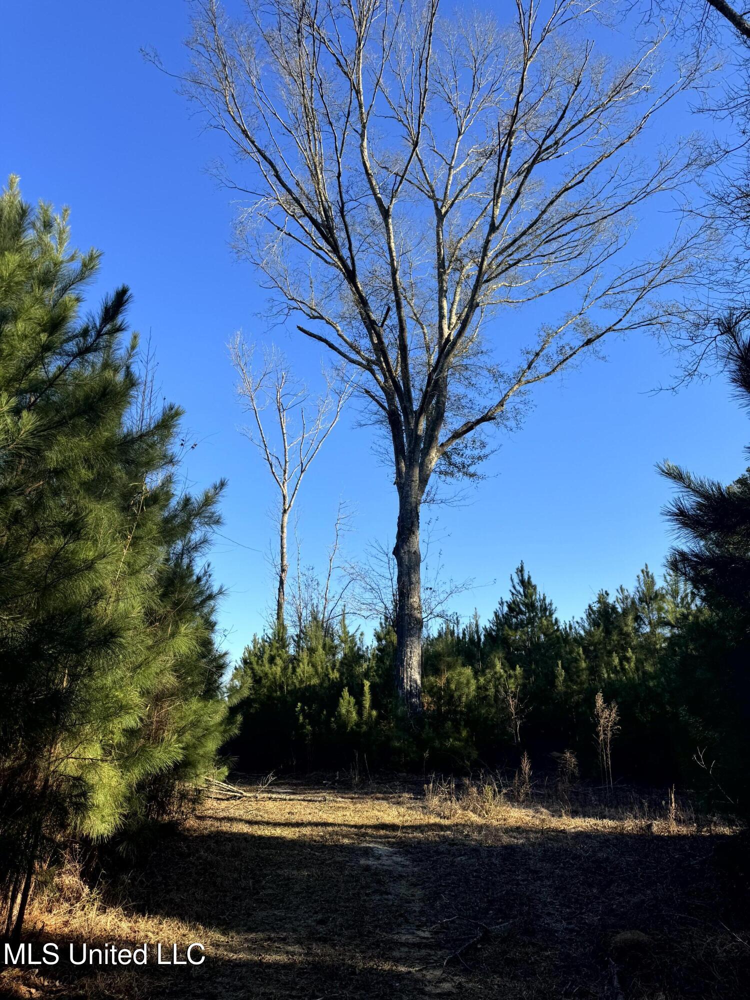 6573 Highway 567 Liberty, MS 39645 - Photo 12 of 50 10