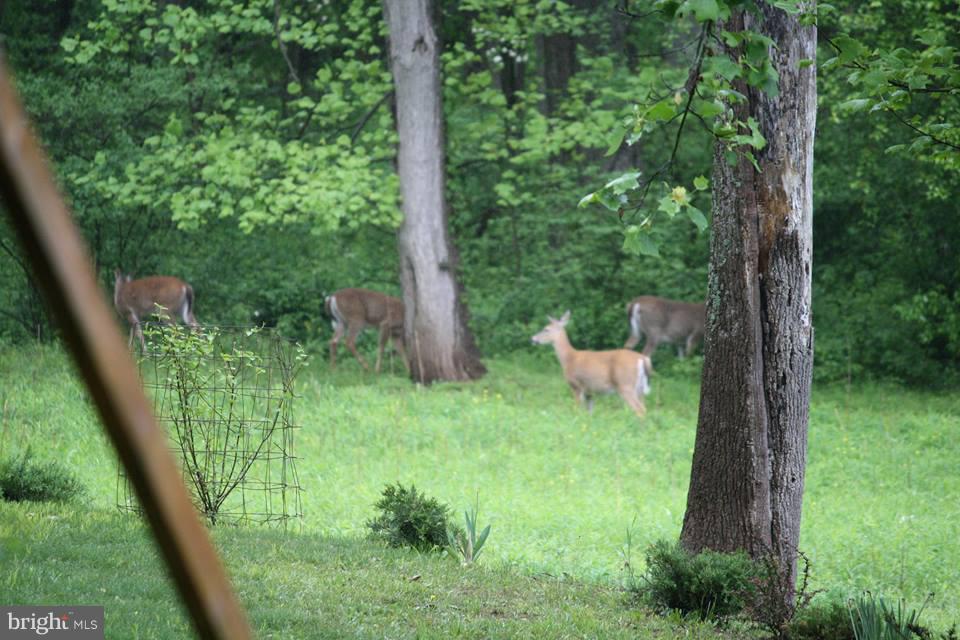 80 Dead End Road Lititz, PA 17543 - Photo 67 of 76 Deer