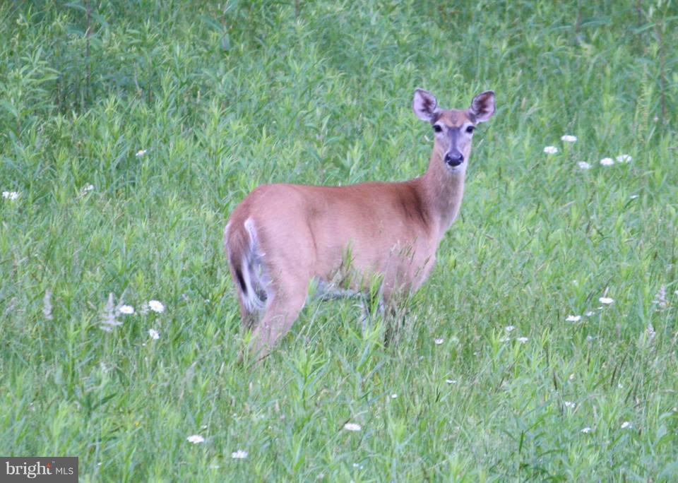 80 Dead End Road Lititz, PA 17543 - Photo 68 of 76 Deer