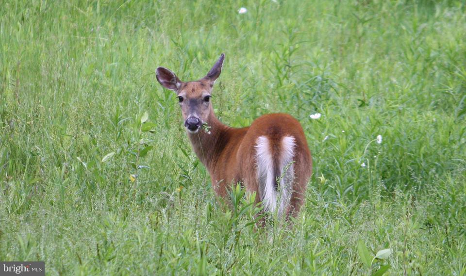 80 Dead End Road Lititz, PA 17543 - Photo 69 of 76 Deer