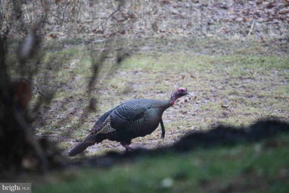 80 Dead End Road Lititz, PA 17543 - Photo 70 of 76 Turkey