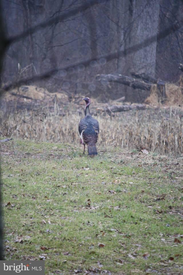80 Dead End Road Lititz, PA 17543 - Photo 71 of 76 Turkey
