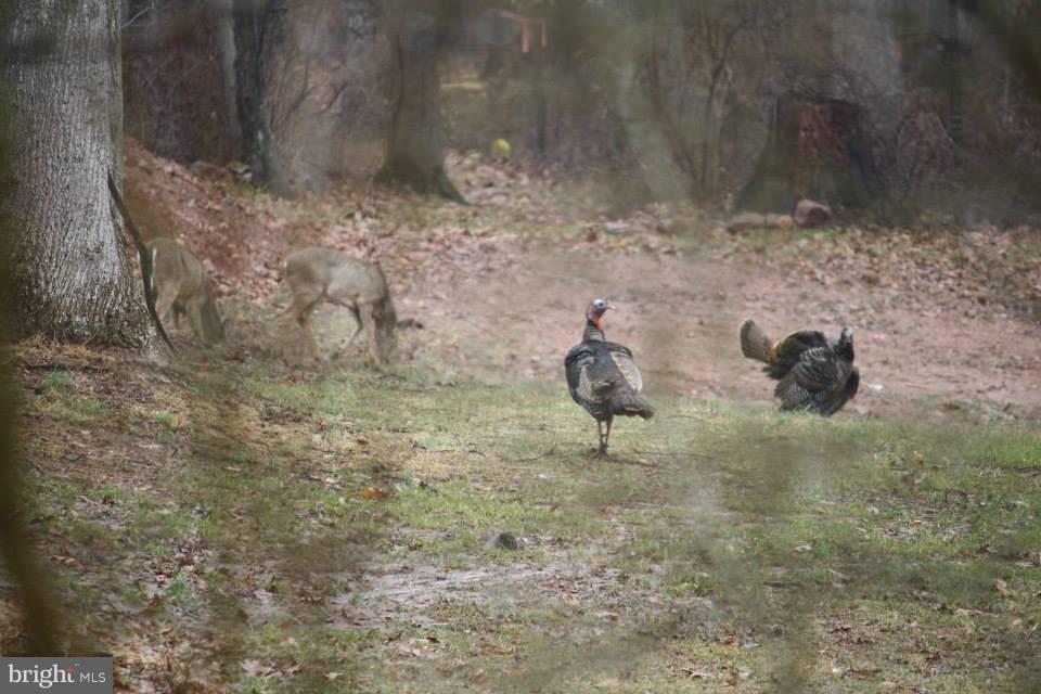 80 Dead End Road Lititz, PA 17543 - Photo 72 of 76 Deer and Turkey