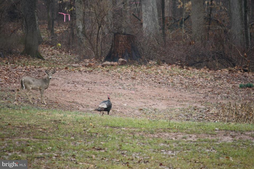 80 Dead End Road Lititz, PA 17543 - Photo 73 of 76 Deer and Turkey