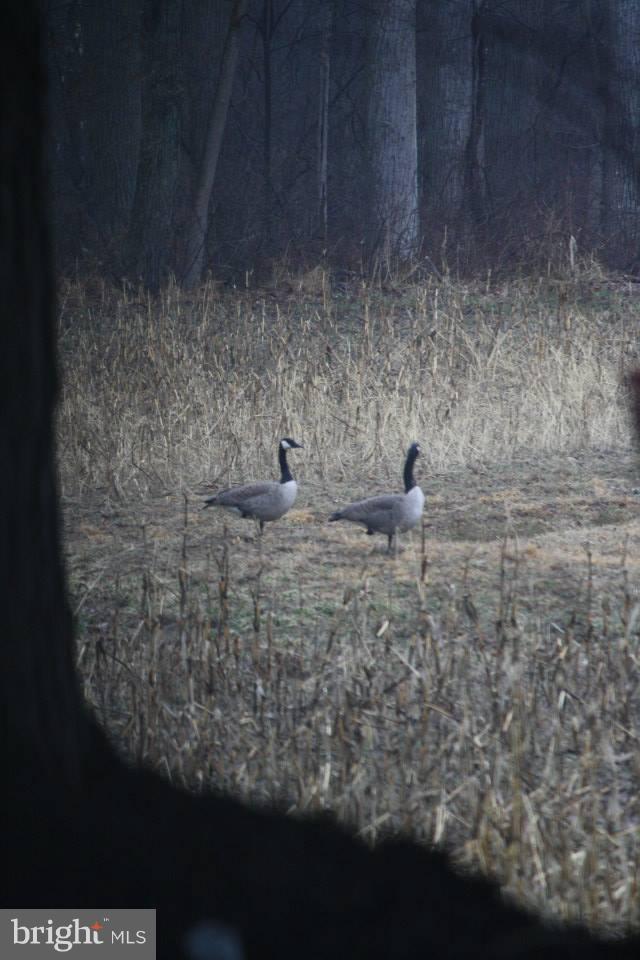 80 Dead End Road Lititz, PA 17543 - Photo 74 of 76 Canadian Geese