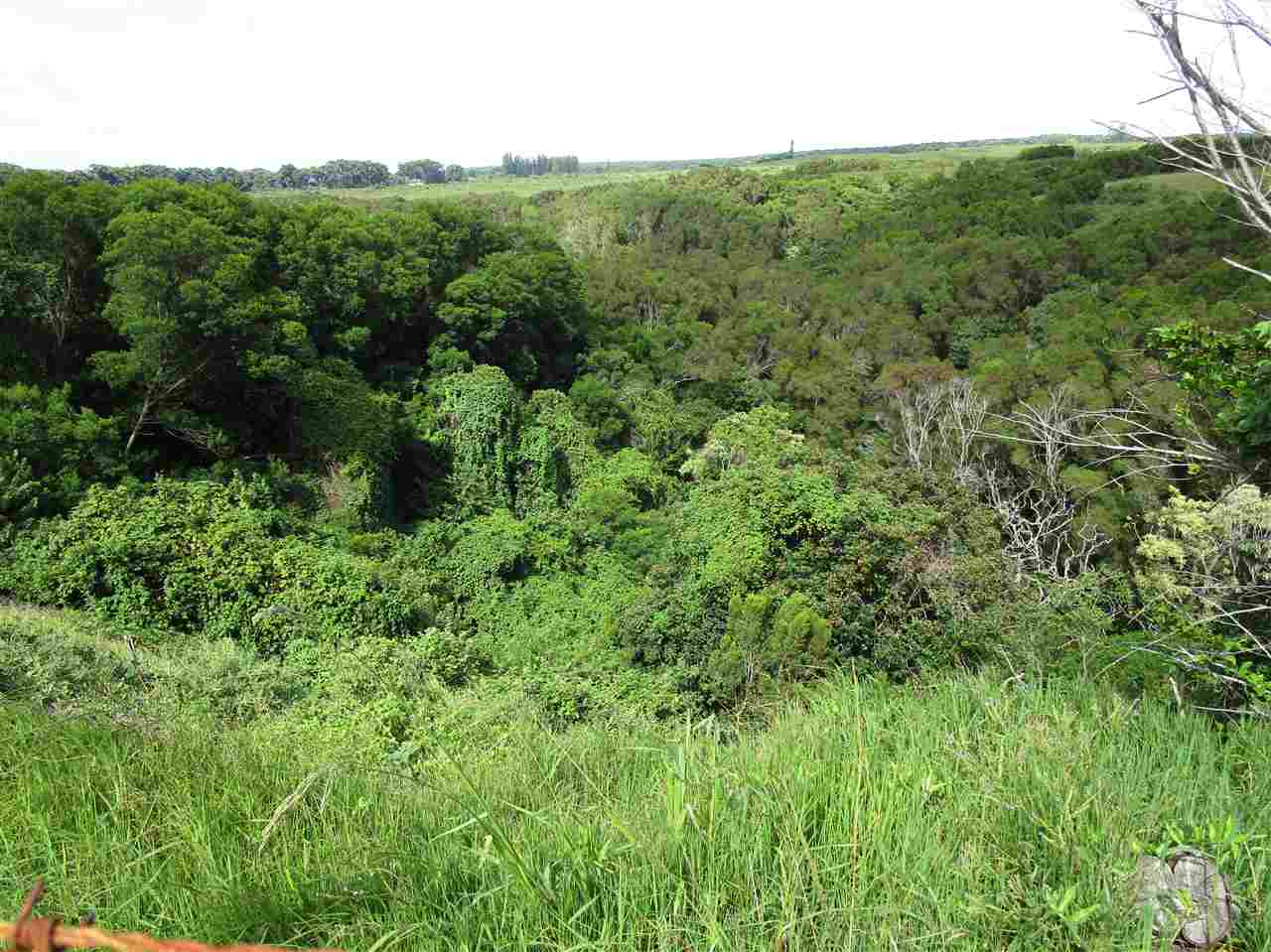 2235 Kaupakalua Road Haiku, HI 96708 - Photo 7 of 12 a view of a lush green forest