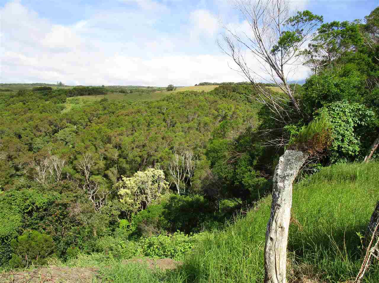2235 Kaupakalua Road Haiku, HI 96708 - Photo 8 of 12 a view of a lush green space with sea