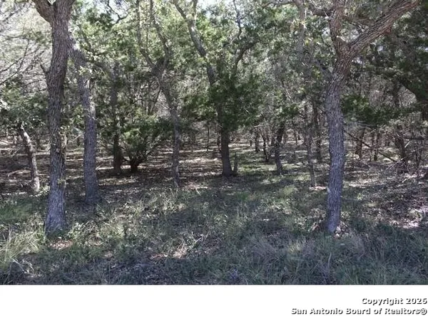 a view of a forest with trees in the background