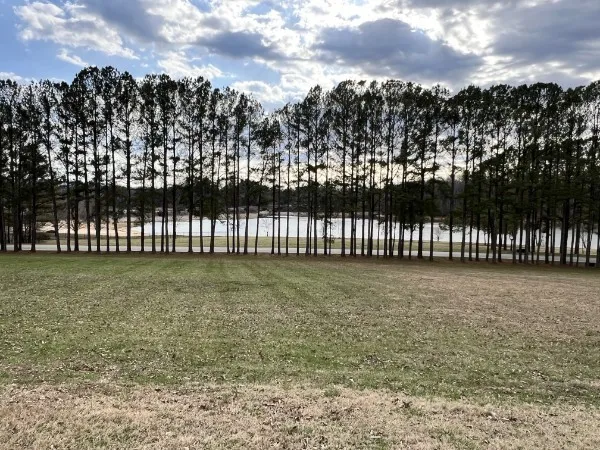 a view of a yard