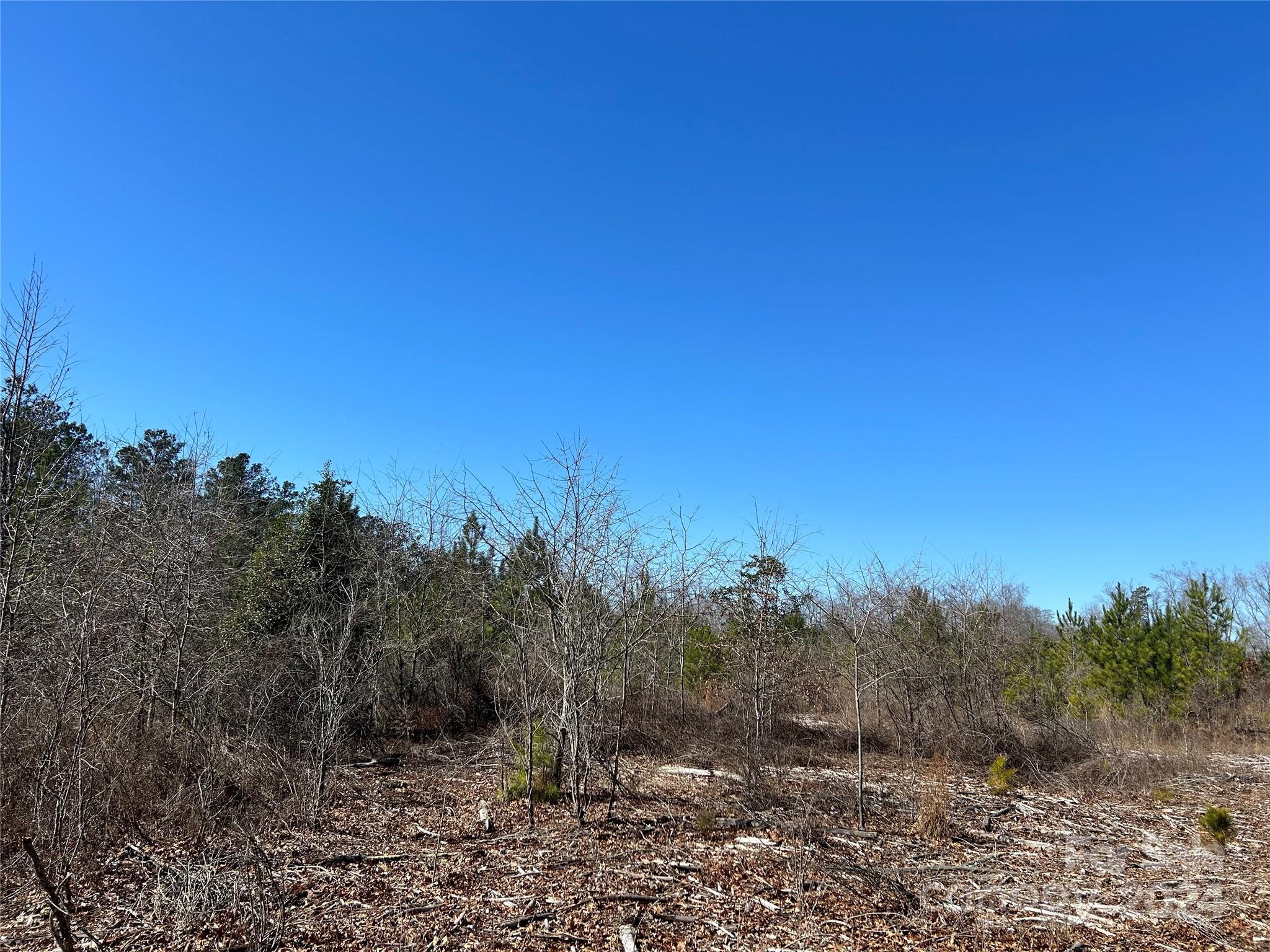 7 Buffalo Creek Road Kershaw, SC 29067 - Photo 5 of 10 a view of a forest with a tree in the background