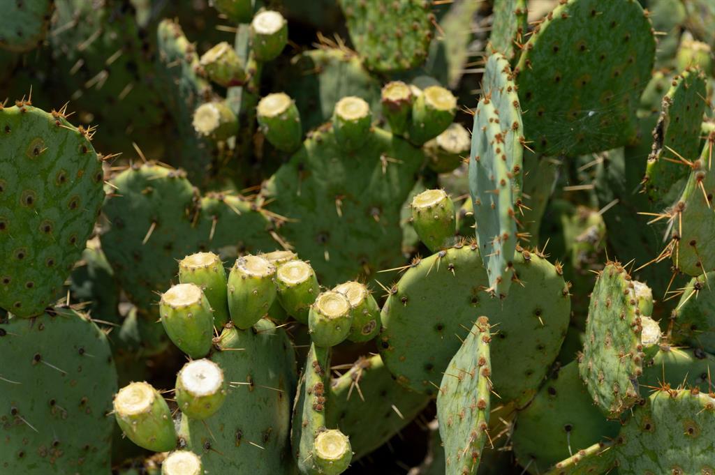 15055 County Road 306 Cisco, TX 76437 - Photo 36 of 40 a view of flowers