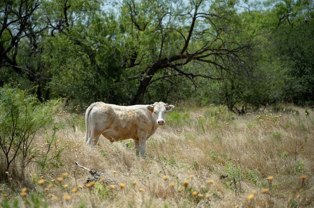 15055 County Road 306 Cisco, TX 76437 - Photo 37 of 40 a view of outdoor space and garden