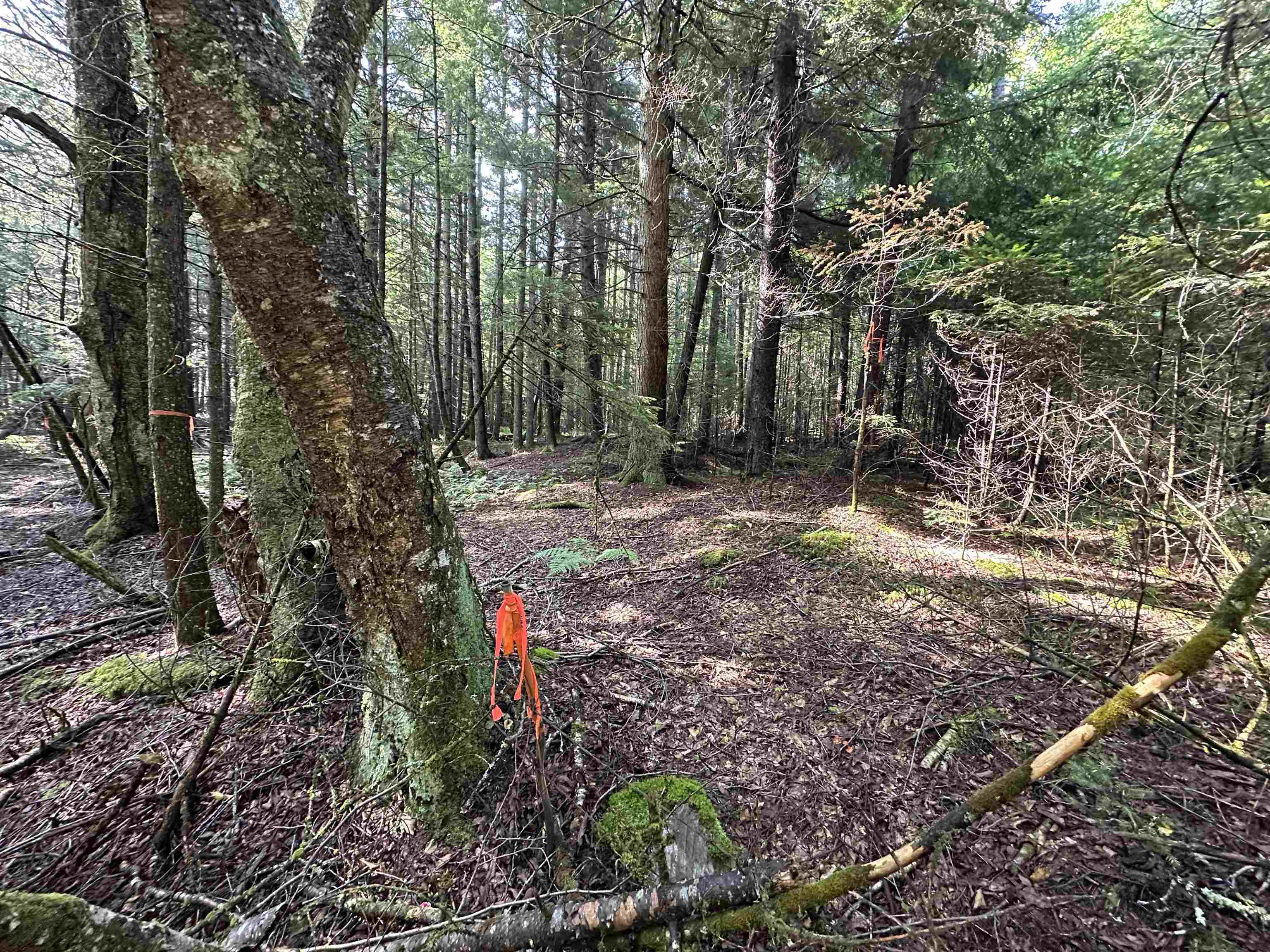 2 Elmore Pond Road Wolcott, VT 05680 - Photo 6 of 15