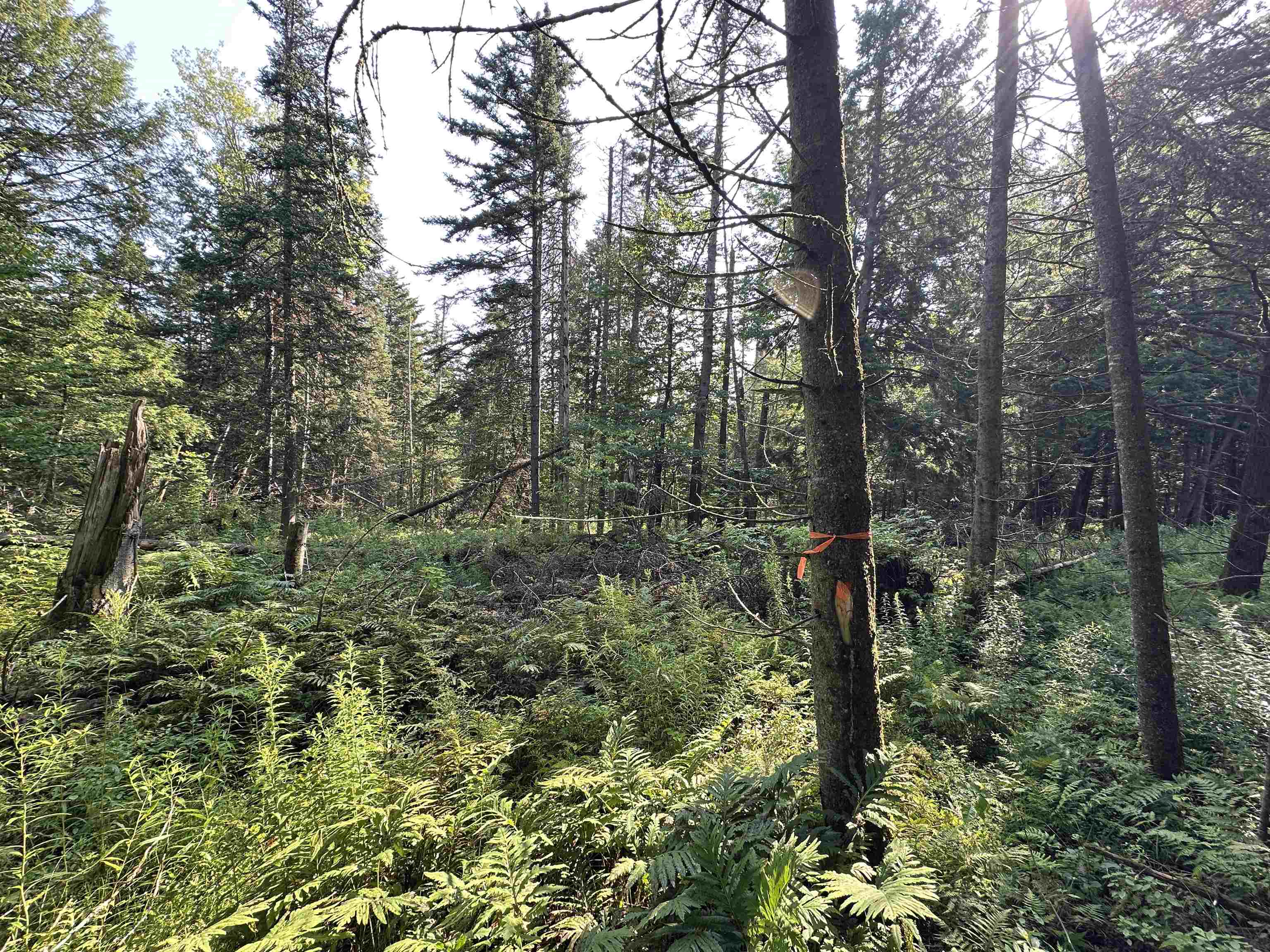 2 Elmore Pond Road Wolcott, VT 05680 - Photo 10 of 15