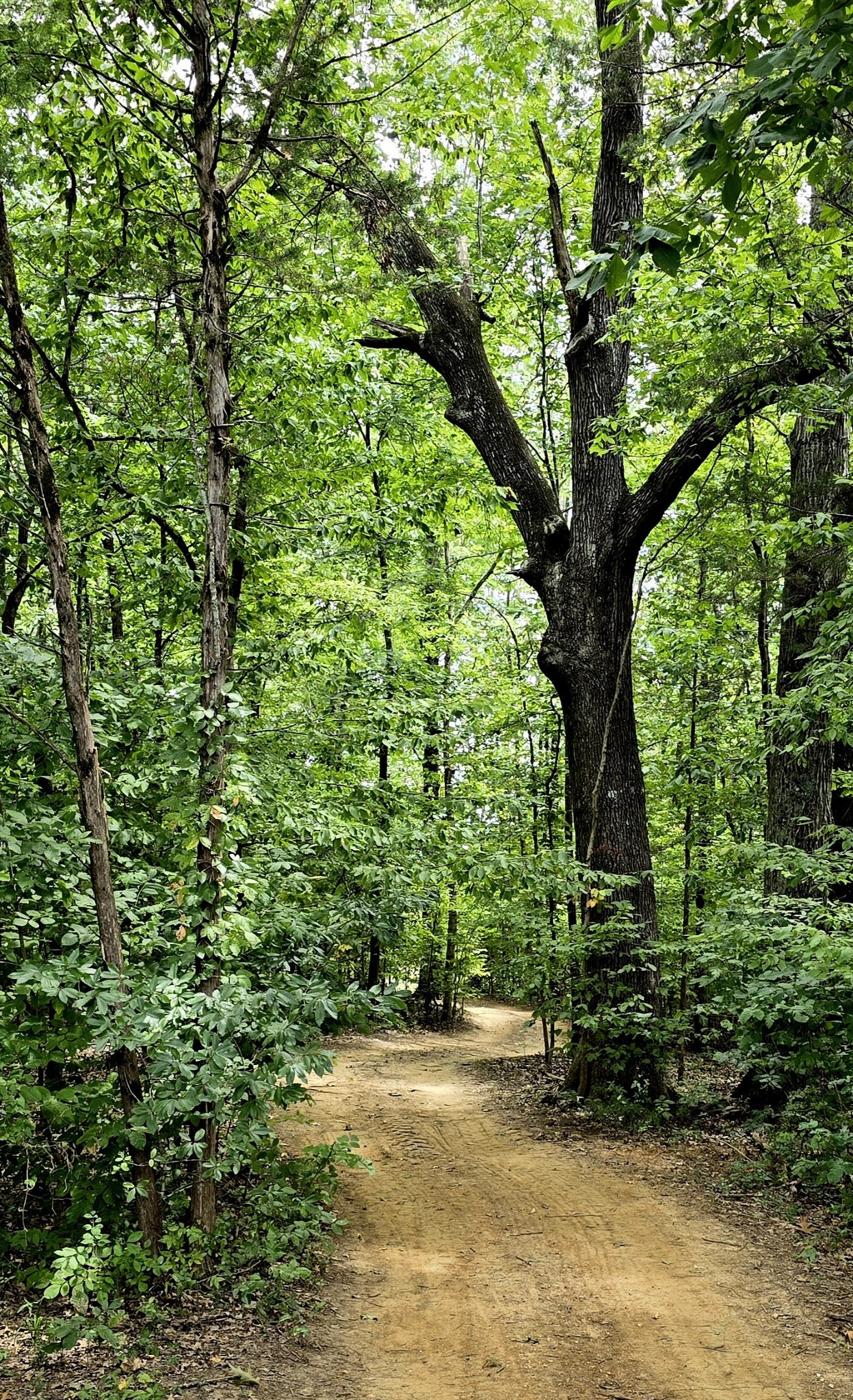 2350 Joe Brown Road Spring Hill, TN 37174 - Photo 11 of 80