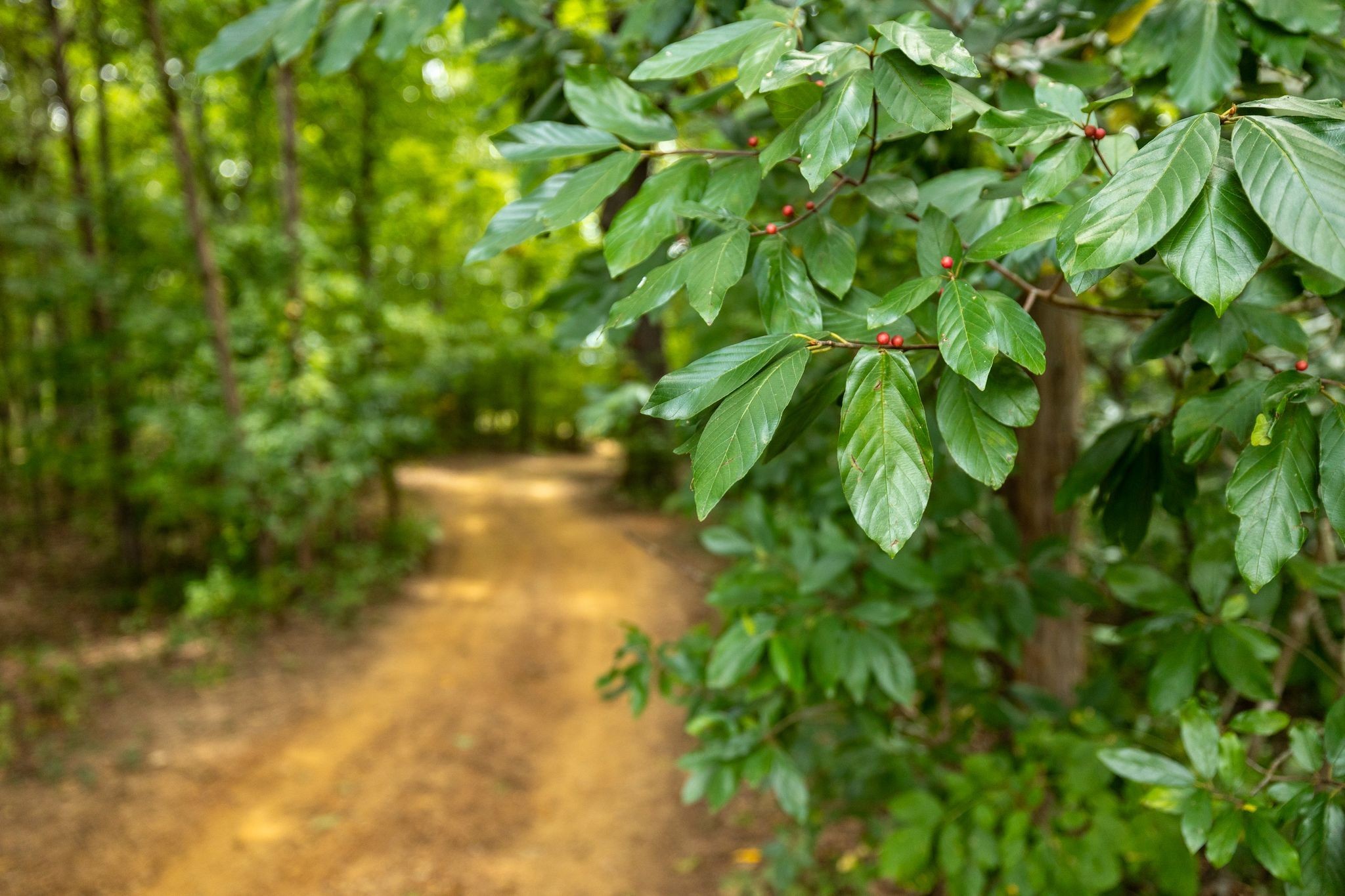 2350 Joe Brown Road Spring Hill, TN 37174 - Photo 5 of 80 a view of a yard