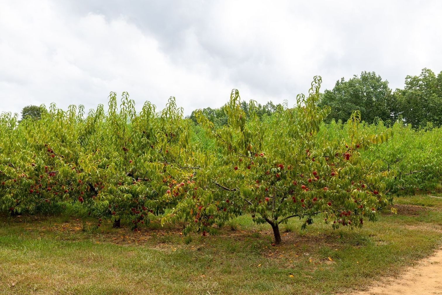 2350 Joe Brown Road Spring Hill, TN 37174 - Photo 60 of 80