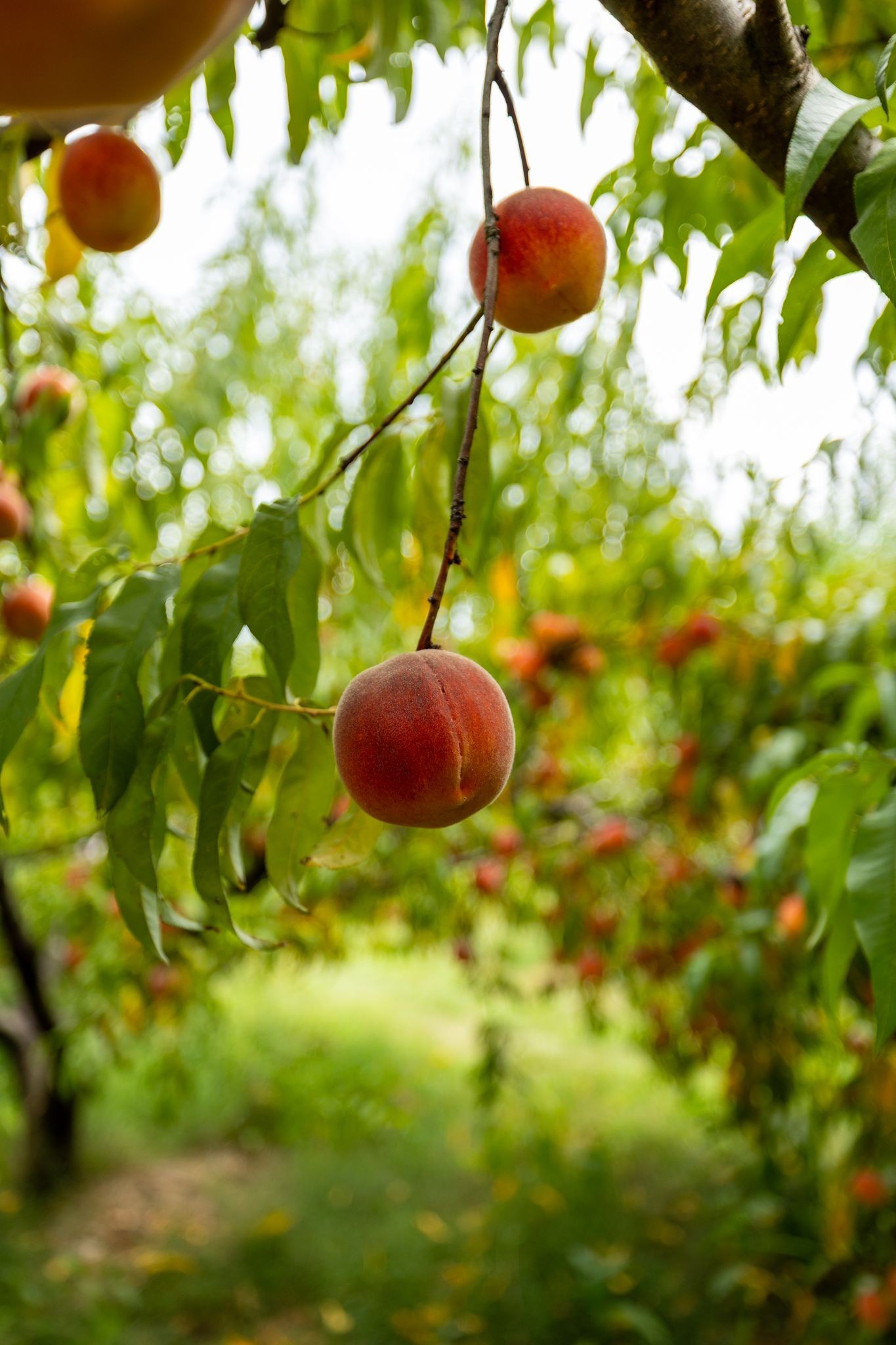 2350 Joe Brown Road Spring Hill, TN 37174 - Photo 63 of 80