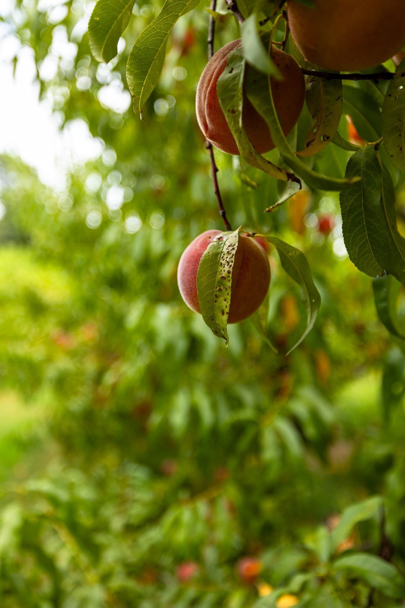 2350 Joe Brown Road Spring Hill, TN 37174 - Photo 7 of 80 a view of a tree