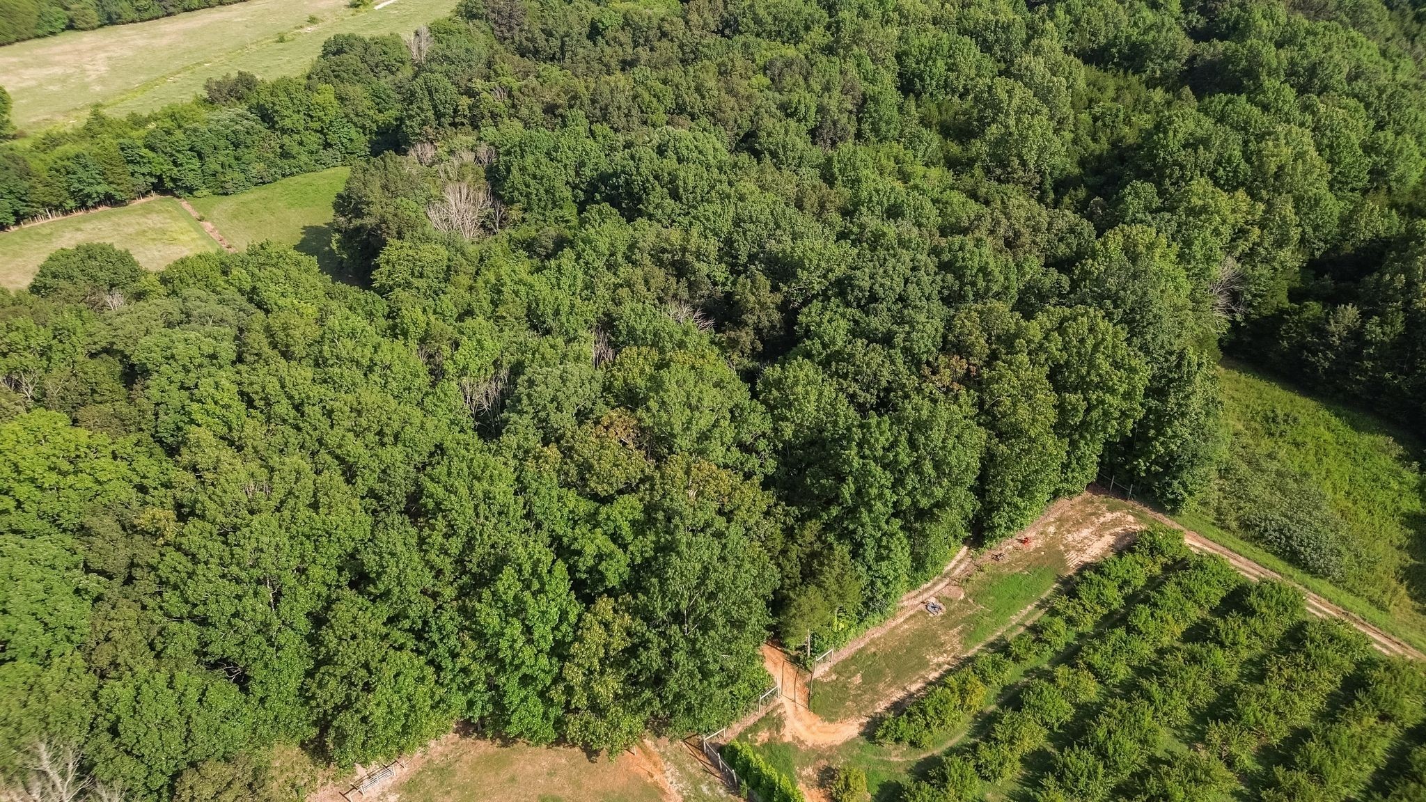 2350 Joe Brown Road Spring Hill, TN 37174 - Photo 76 of 80 a view of a yard with plants