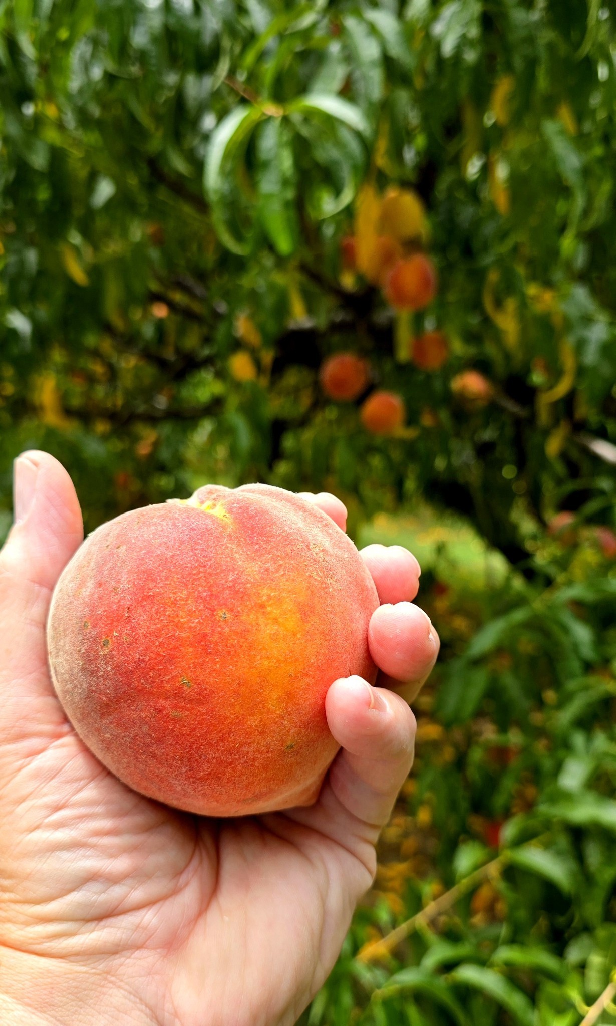 2350 Joe Brown Road Spring Hill, TN 37174 - Photo 79 of 80 a view of a backyard of the house