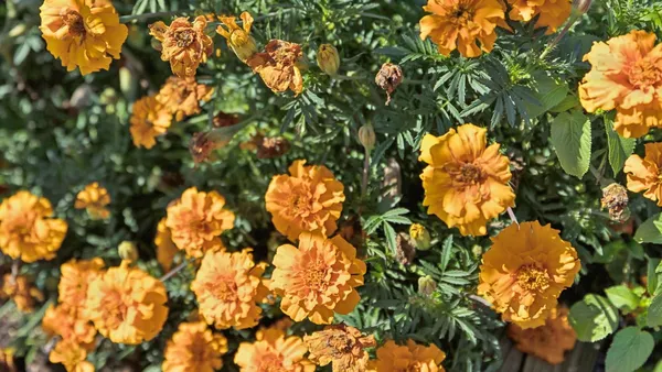 $589,990 | 305 Harvest Point Boulevard, Spring Hill, TN 37174