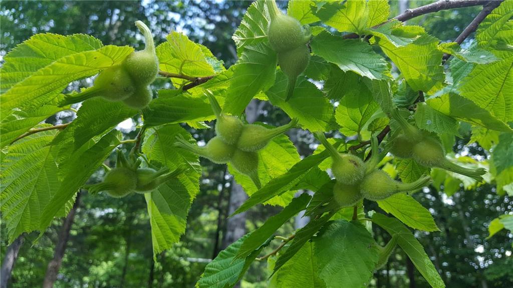 49 State Park Road Presque Isle, ME 04769 - Photo 26 of 26 Photo