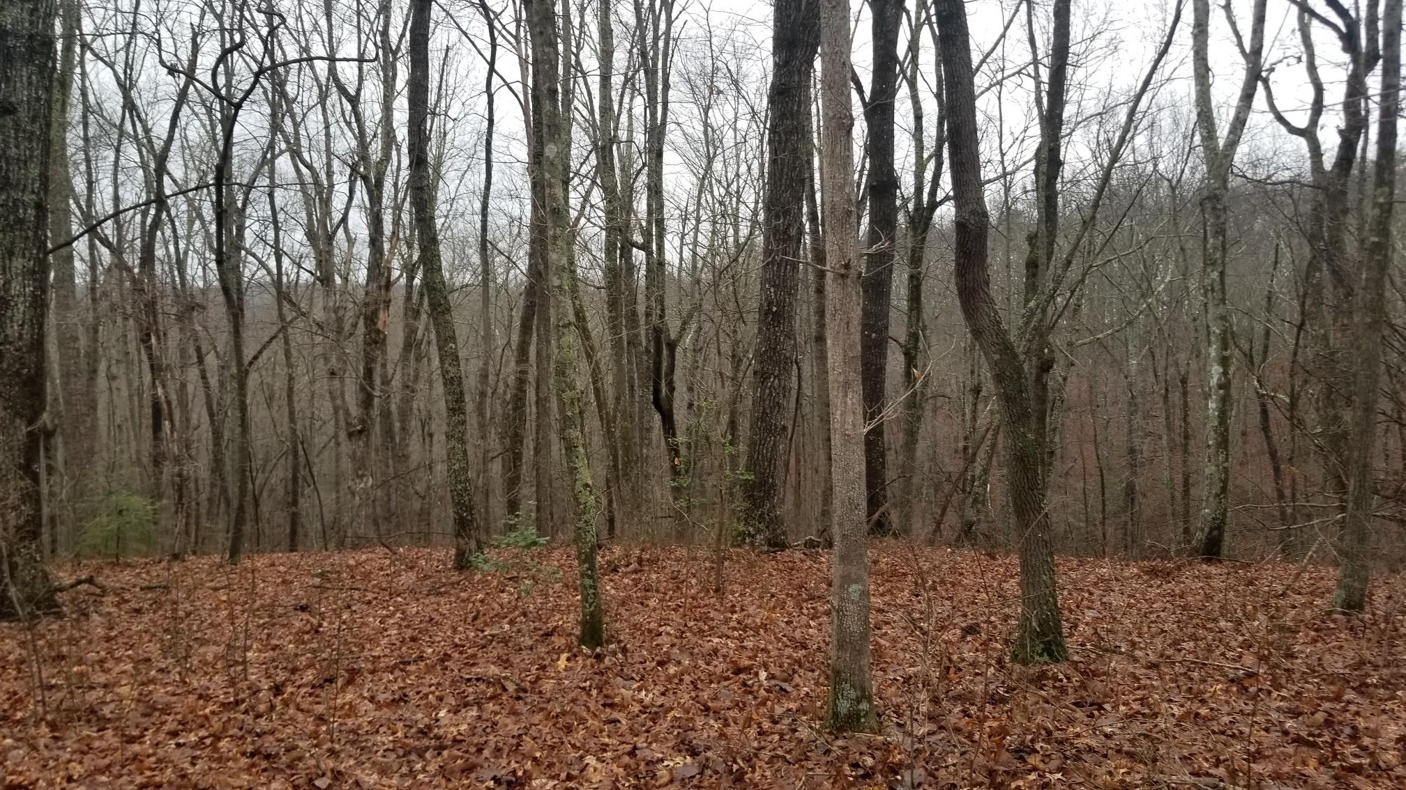 8.3 Fairmount North Road Signal Mountain, TN 37377 - Photo 1 of 13 20190207_094955_resized