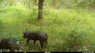 22815 West Almy Road Howard City, MI 49329 - Photo 37 of 44 IMG_0780