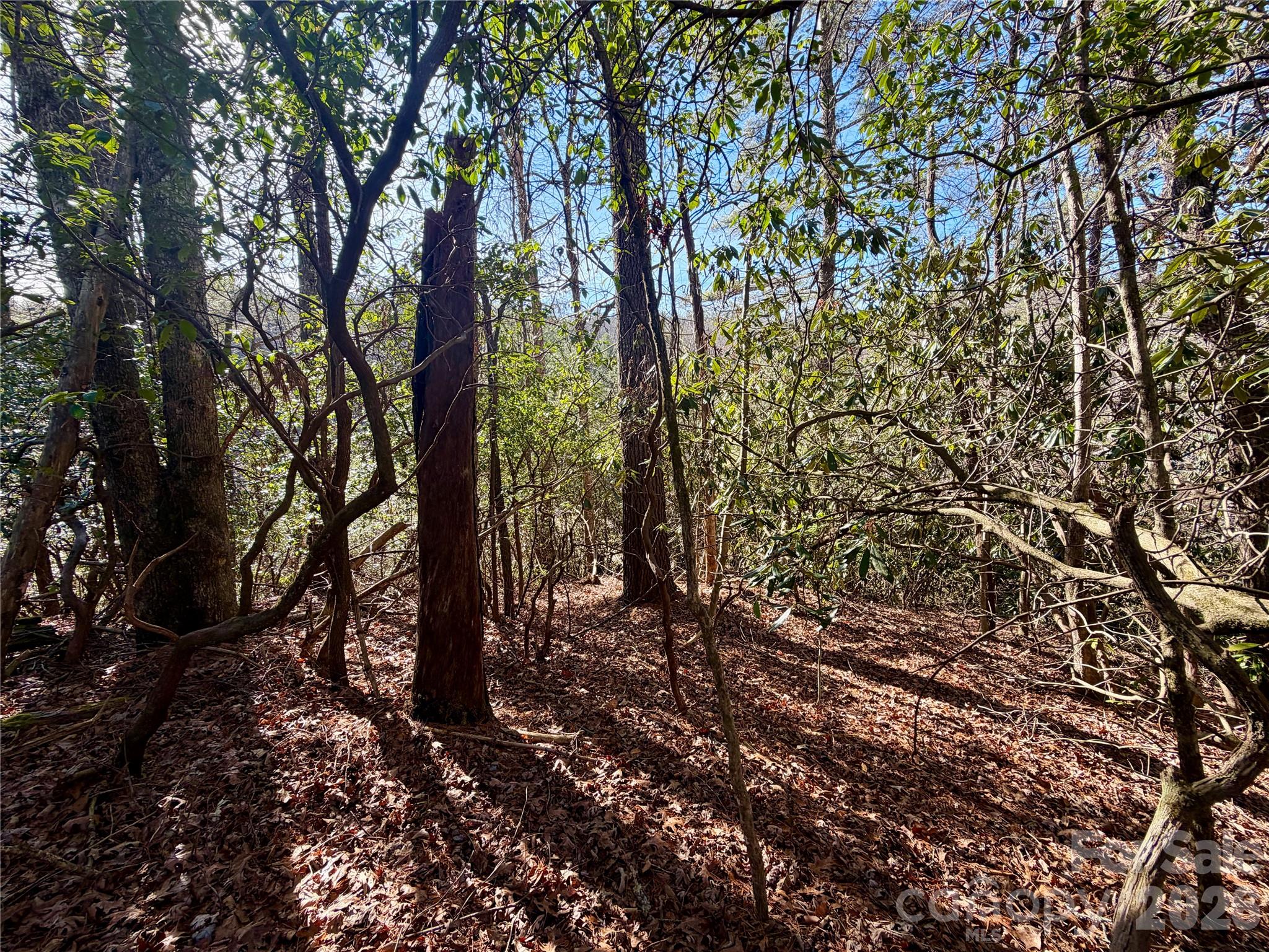 35-36 & 37 Fox Den Road, Unit 35 36 37 Brevard, NC 28712 - Photo 12 of 20 a view of a forest with trees